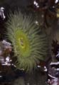 Pt. Reyes sea anemone